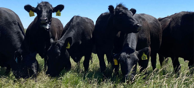 Johnson Angus Phillipsburg Kansas Quality Purbred Angus Cattle