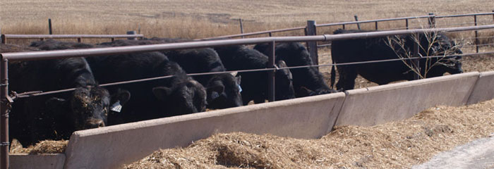 Yearling Purebred Angus Bulls for Sale Phillipsburg Kansas