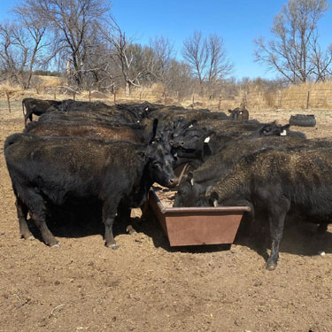 Johnson Angus Farm Purebred Angus Heifers