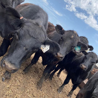 Johnson Angus Farm Purbred Angus Heifers