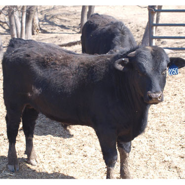 Longhorn Angus Cross Yearling Bulls for Sale